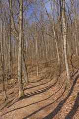 Heading up a Forested Mountain Trail