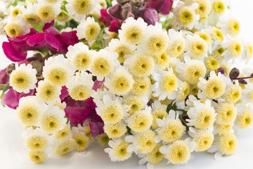 Small Daisies Closeup on a White Background