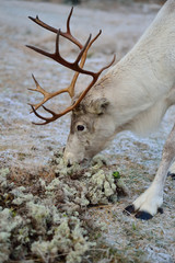 Reindeer eating moss