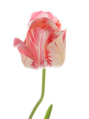 beautiful pink and white variegated tulip