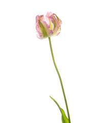 beautiful tulip on a white background - 112484691