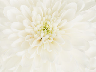 beautiful white dahlia flower center