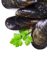 mussels isolated