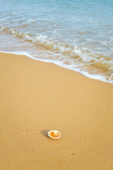 Abstract background with many seashells on the sand, ideas vacation feeling