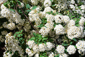 white flowers of bird cherry tree