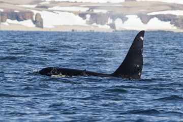 Fototapeta premium killer whales swim along the shore of the Bering Island