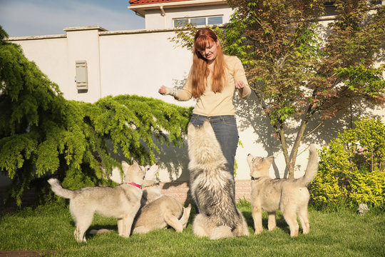 Young woman playing with the dogs. Siberian husky. Puppies.