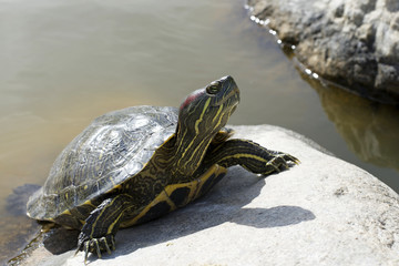 Fototapeta premium Red-Eared Slider Pond Turtle sunning on a rock