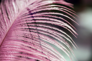 Pink feather - macro © Savvapanf Photo ©