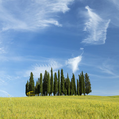 clouds like angel above the grove of cypress trees  in Tuscany in Italy