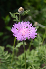 Knapweed