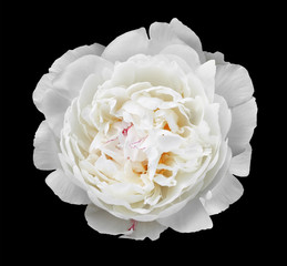 White Peony