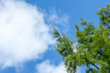 blue cloudy sky with tree branches