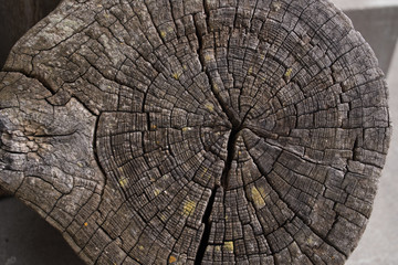 Fototapeta premium cracked tree stump presented as texture