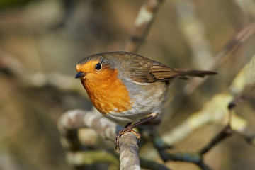 European robin (Erithacus rubecula)