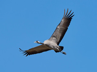 Common crane (Grus grus)