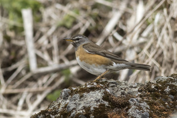 EYEBROWED THRUSH sitting on a rock on the slope of a small rocky