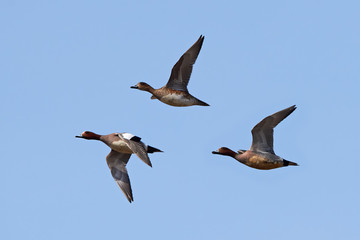 Obraz premium Eurasian wigeon (Anas penelope)