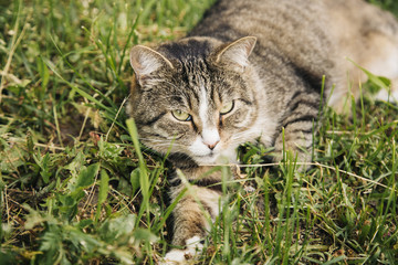 Naklejka na ściany i meble Beautiful grey cat lying on the grass outdoor