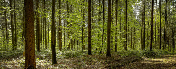 Fototapeta na wymiar panorama sous les bois