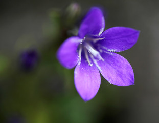 Long Green lush thick grass