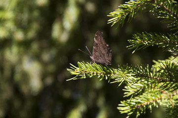 Бабочка на еловой ветке