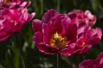 Раскрытый цветок, тюльпан