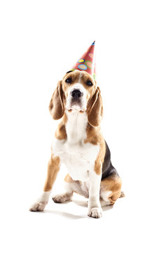 Pretty puppy is celebrating his birthday
