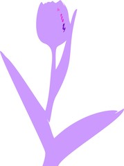 Silhouette of purple tulip