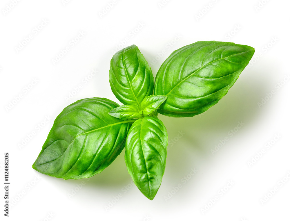 Sticker fresh green basil