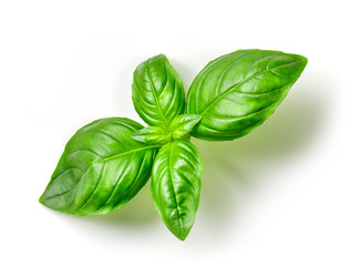 fresh green basil