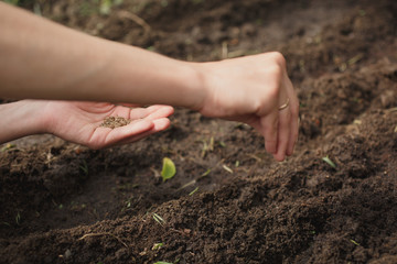 woman planting dill seeds in the ground in the garden on a summer day