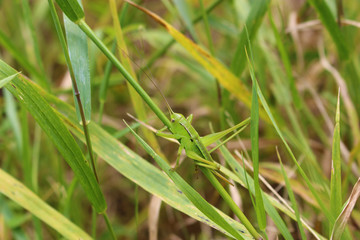 葉の上のヤブキリの終齢幼虫
