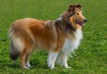 Langhaar-Collie H&uuml;ndin in der Wiese