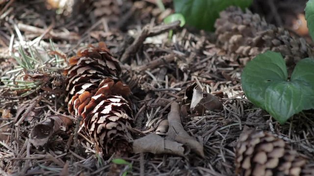 closeup of a pinecone on the floor of a northern forest