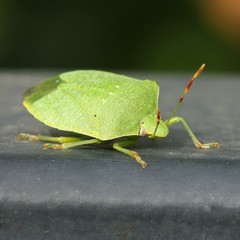 Bedbug