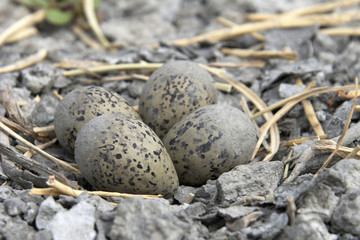 American Avocet Nest with four speckled eggs