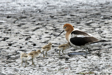 American Avocet Female protecting her young hatchlings, babies running up underneath the mother