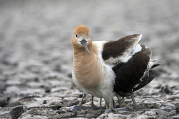 American Avocet Female protecting her young hatchlings, babies stand under the mom balancing on her legs. Mom looking at predator