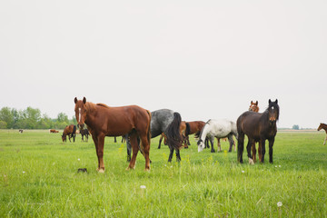 a herd of horses grazing in a meadow on a summer day