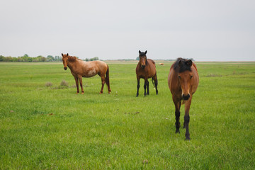 horses grazing in a meadow and looking at camera on summer day