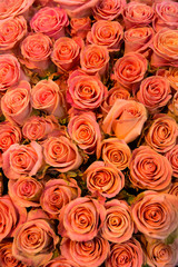Red roses