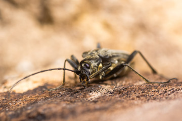 Stenocorus meridianus longhorn beetle preening. Insect in the family Cerambycidae, the longhorns or longicorn beetle, cleaning leg with mandibles
