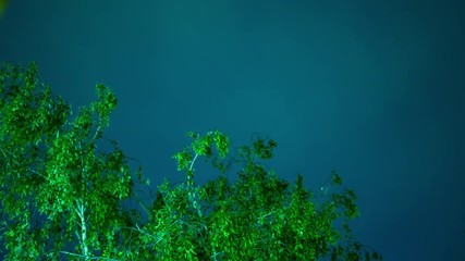 Crones of trees swaying in the wind in the night sky of stars and drifting clouds quickly time period green leaves dark sky star swift storm clouds storm clouds - Powered by Adobe