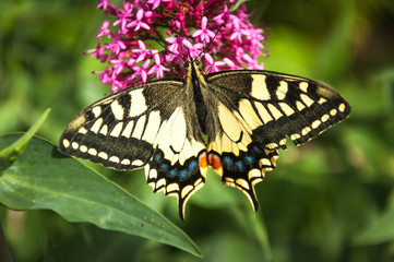 Fototapeta na wymiar Old World Swallowtail butterfly(papilio machaon) feeding on nectar