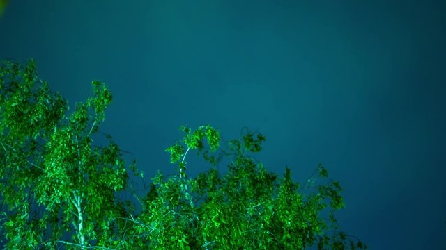 Crones of trees swaying in the wind in the night sky of stars and drifting clouds quickly time period green leaves dark sky star swift storm clouds storm clouds