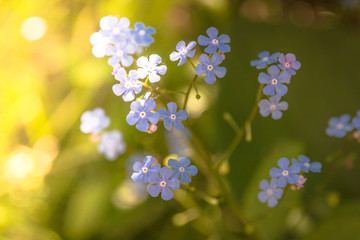 Great forget-me-not, floreal background