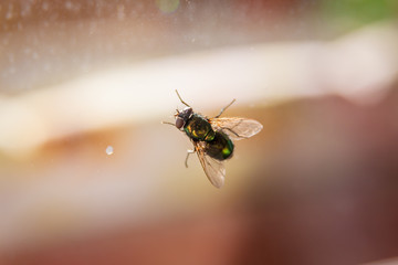 The Calliphoridae (commonly known as blow flies, or greenbottles)