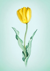 Watercolor tulip flower. Perfect for greeting card