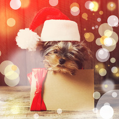 Cute Puppy Yorkshire terrier with a card in santa hat at Christm